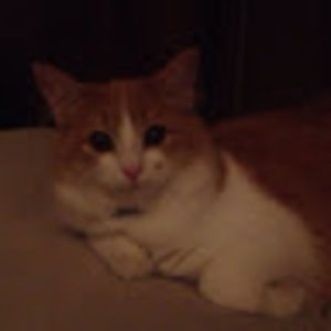 Meet your Posher, Alice